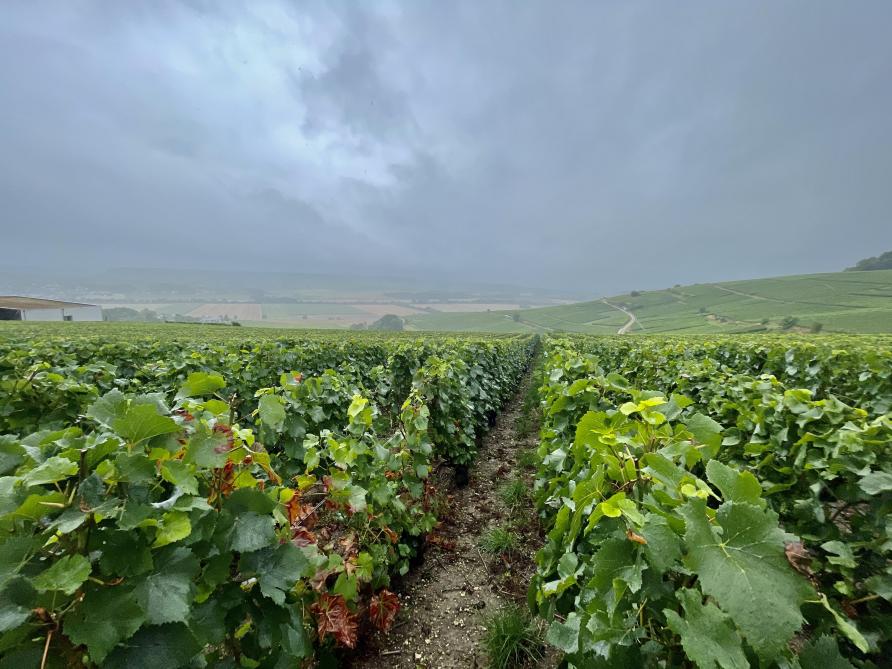 Champagne les vignerons en alerte mais peu inquiets face a la pluie